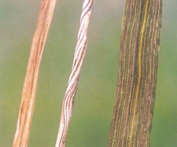 小麦散黑粉病图片